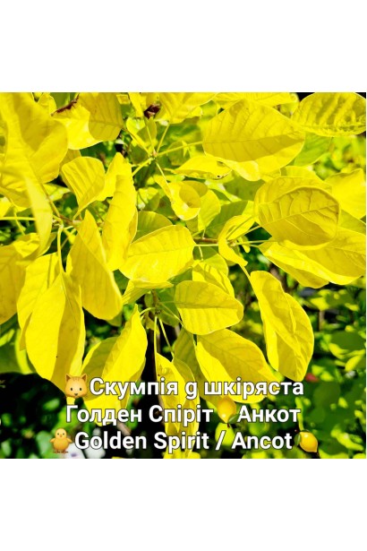 Скумпія шкіряста Голден Спіріт / Анкот 